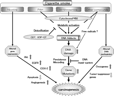 composition of cigarette What's in a Cigarette? Understanding the Composition with MicroXRF