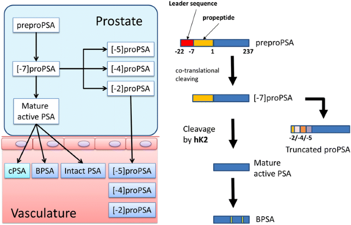 Recent progress and perspectives on prostate cancer biomarkers |  SpringerLink
