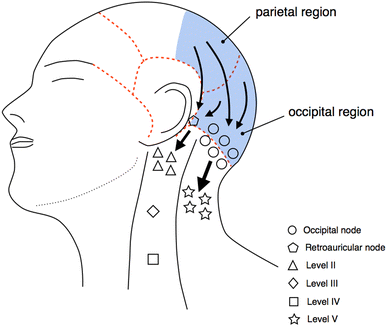 Dominant lymph drainage patterns in the occipital and parietal ...