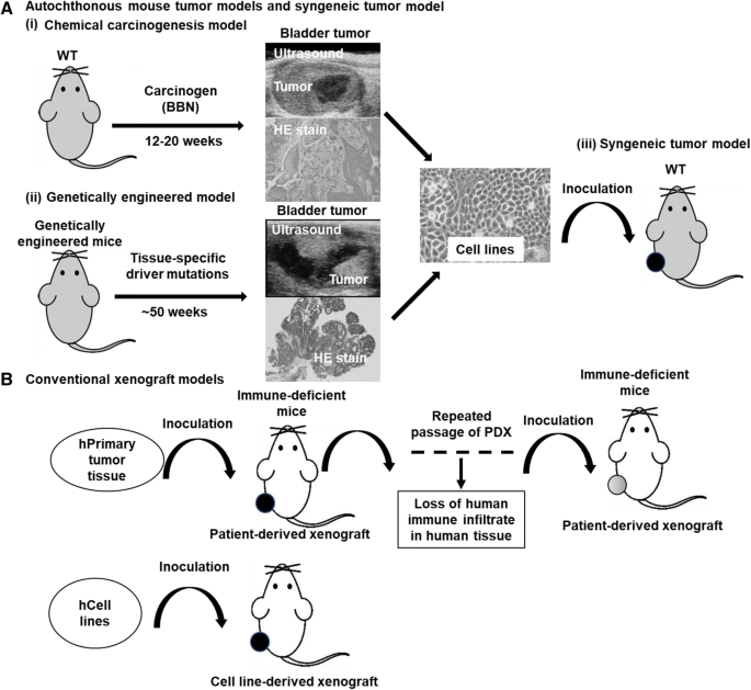 Faithful preclinical mouse models for better translation to bedside in the  field of immuno-oncology | SpringerLink