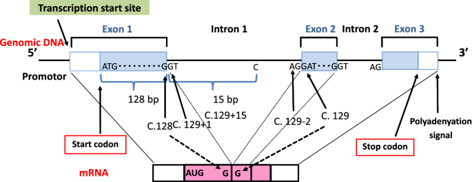 figure 31