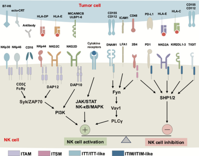 Current development and challenges of NK cell-based immunotherapy for ...