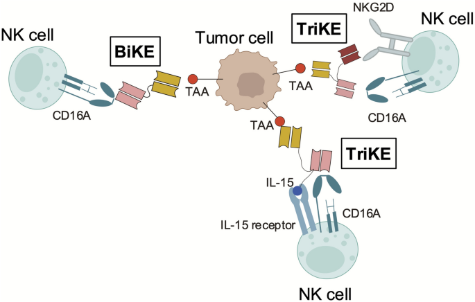 Current development and challenges of NK cell-based immunotherapy for ...
