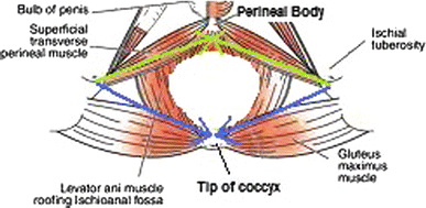 A Transperineal Approach To Perineal Hernia Repair Using Suture Anchors And Acellular Porcine Dermal Mesh Springerlink