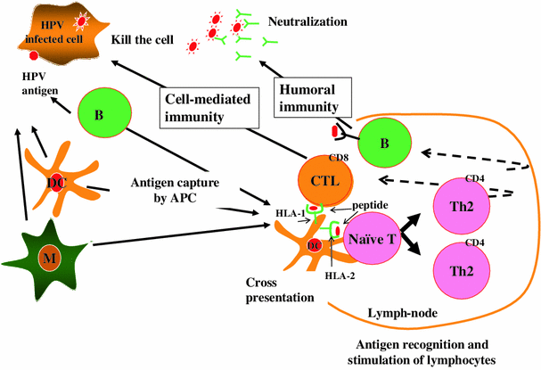 hpv antigen definition nume de viermi