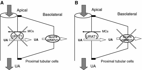 Recent Advances In Renal Urate Transport Characterization Of Candidate Transporters Indicated By Genome Wide Association Studies Springerlink