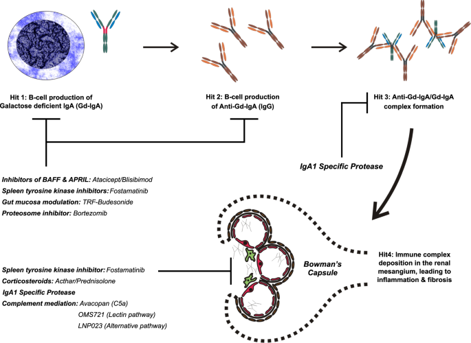 New Strategies And Perspectives On Managing Iga Nephropathy Springerlink