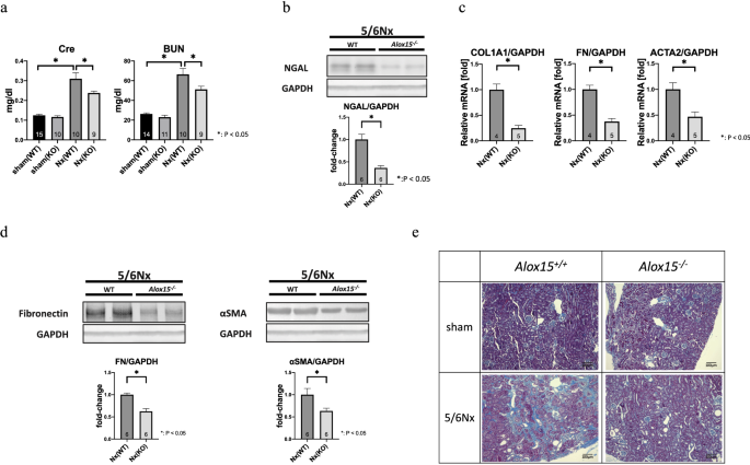 Deletion of Alox15 improves kidney dysfunction and inhibits 
