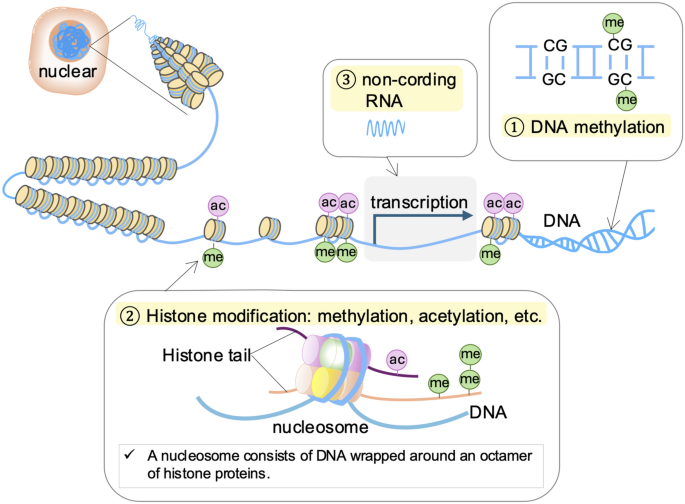 Epigenetic histone modifications in kidney disease and epigenetic ...