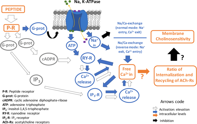 Na+/K+-pump and neurotransmitter membrane receptors | Invertebrate  Neuroscience