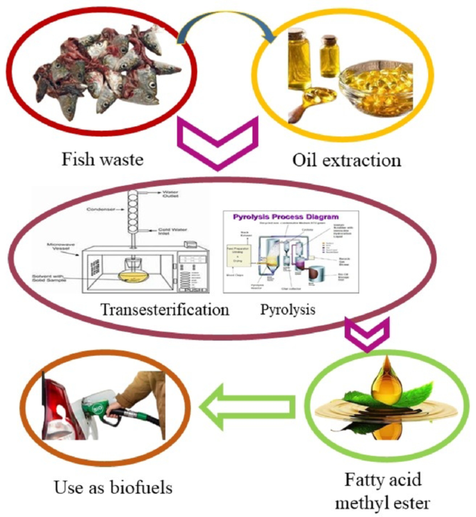 Fish Watste Transforming fish waste into fuel: A sustainable bioenergy solution ...