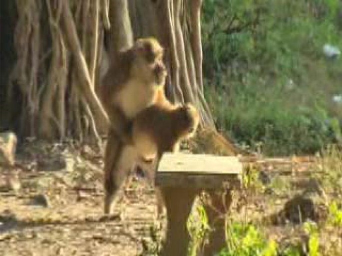 Monkey Sucking Own Dick Monkey Sucking Own Dick