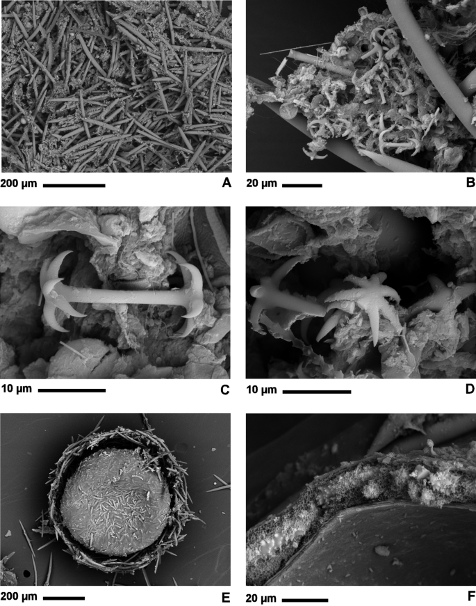 Discovery of the freshwater sponge genus Corvospongilla Annandale  (Porifera: Spongillida) in Australia with the description of a new species  and phylogeographic implications | SpringerLink