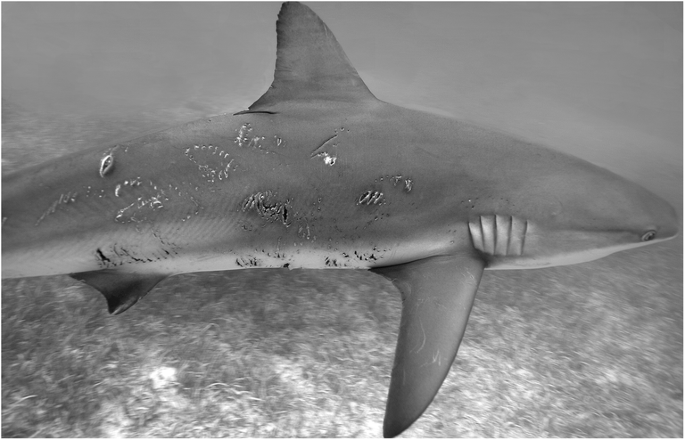 Mating scars among sharks: evidence of coercive mating? | acta ...