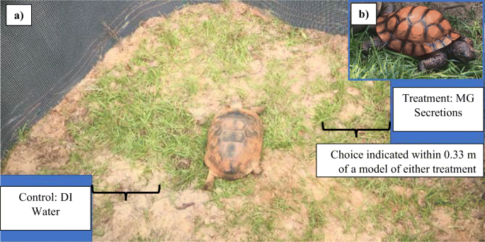 Mental Gland Secretions As A Social Cue In Gopher Tortoises Gopherus Polyphemus Tortoise Presence Stimulates And Maintains Social Behaviour With Chemical Cues Springerlink