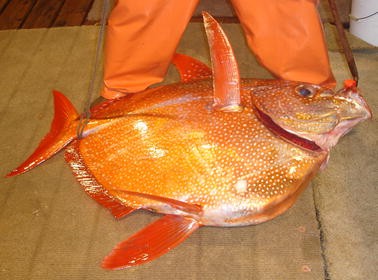 What Are The Maximum Size And Live Body Coloration Of Opah Teleostei Lampridae Lampris Species Springerlink