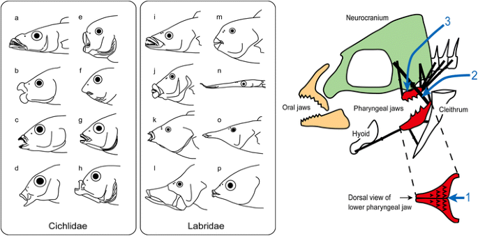 figure 20