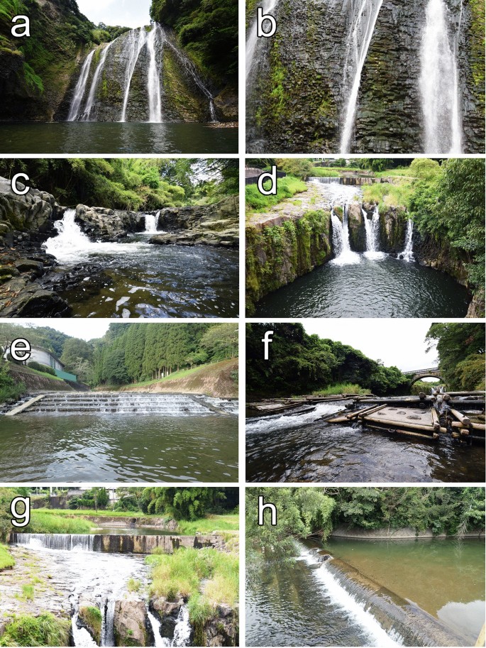 Japanese Eels Anguilla Japonica Can Surmount A 46 M High Natural Waterfall Of The Amikake River System Of Kyushu Island Japan Springerlink