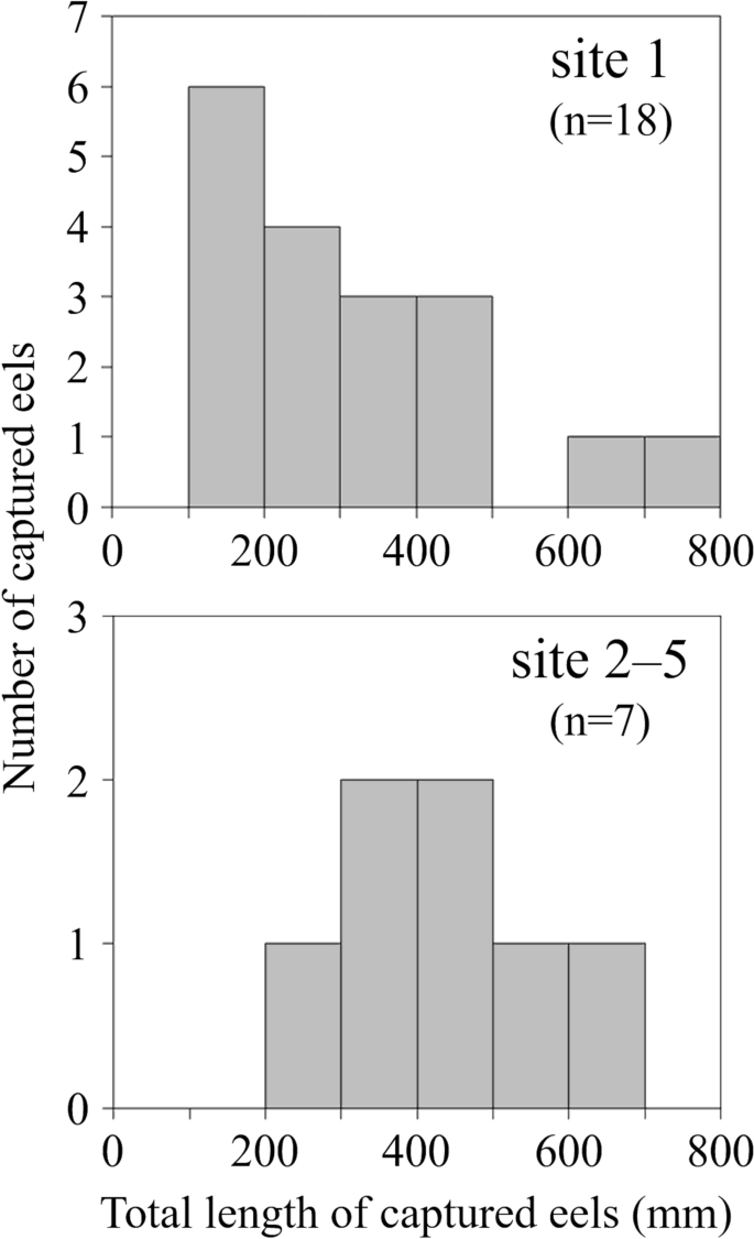 Japanese Eels Anguilla Japonica Can Surmount A 46 M High Natural Waterfall Of The Amikake River System Of Kyushu Island Japan Springerlink