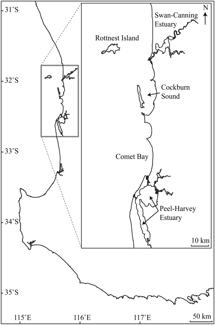 Age Validation And Growth Of The Small Tooth Flounder Pseudorhombus Jenynsii From Estuaries And Coastal Waters In South Western Australia Springerlink