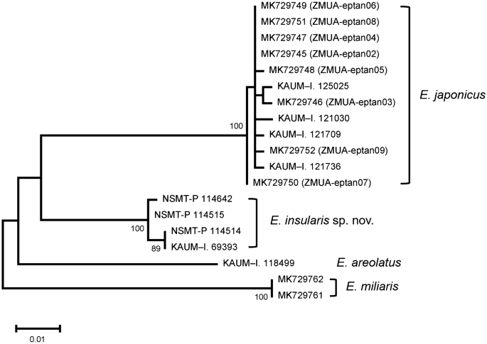 Epinephelus Insularis A New Species Of Grouper From The Western Pacific Ocean And Validity Of E Japonicus Temminck And Schlegel 1843 A Senior Synonym Of Serranus Reevesii Richardson 1846 And E Tankahkeei Epinephelus Insularis A New Species Of Grouper From The Western Pacific Ocean And Validity Of E Japonicus Temminck And Schlegel 1843 A Senior Synonym Of Serranus Reevesii Richardson 1846 And E Tankahkeei