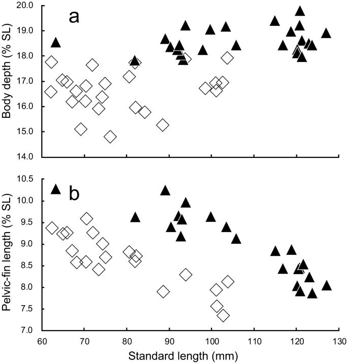 taxonomic status of nominal species of the anchovy genus stolephorus previously regarded as synonyms of stolephorus commersonnii lacepede 1803 and stolephorus indicus van hasselt 1823 and descriptions of three new species clupeiformes