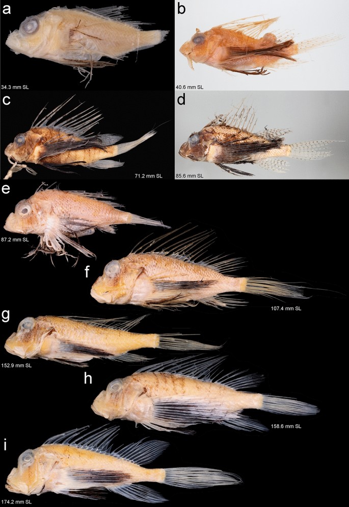 Revision of the genus Parapterois (Scorpaenidae: Pteroinae) and  resurrection of Parapterois nigripinnis (Gilchrist 1904) | SpringerLink