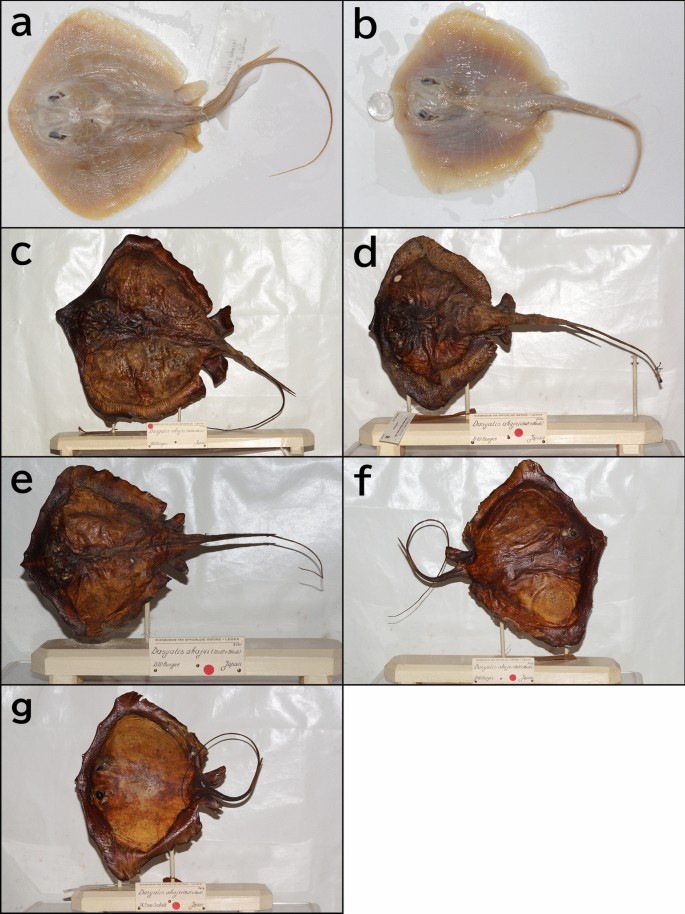 Heliotrygon Redescription of Hemitrygon akajei with description of the cryptic ...