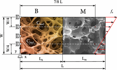 A Visco Poroelastic Model Of Functional Adaptation In Bones Reconstructed With Bio Resorbable Materials Springerlink
