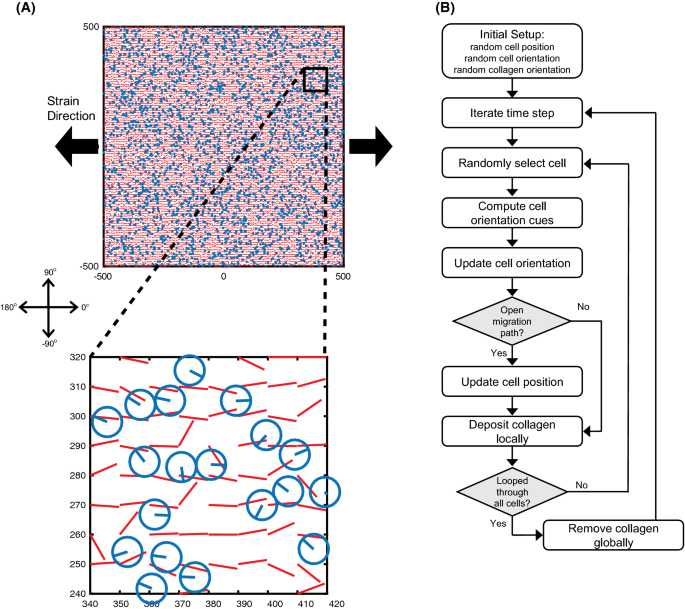 MVLs. (A and B) The structure (A) and molecular modeling (B) of