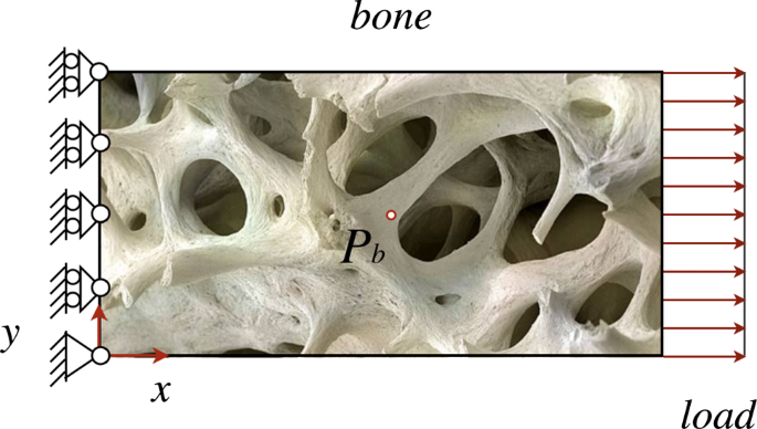 On Mechanically Driven Biological Stimulus For Bone Remodeling As A Diffusive Phenomenon Springerlink