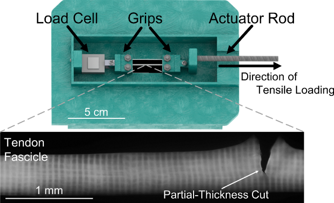 Interfibrillar Shear Behavior Is Altered In Aging Tendon Fascicles Springerlink