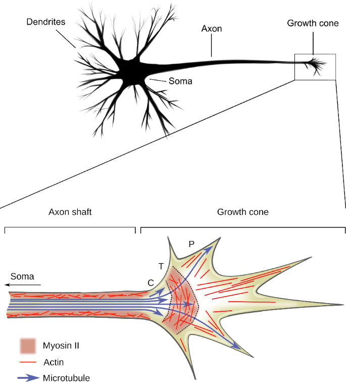 Mathematical models of neuronal growth | SpringerLink