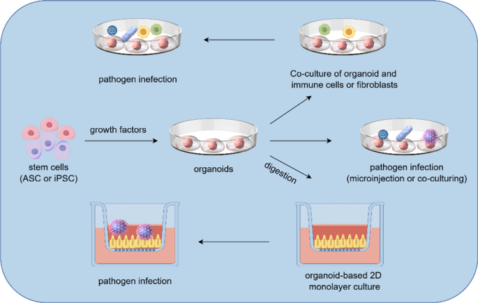 The application of organoids in cancers associated with pathogenic ...