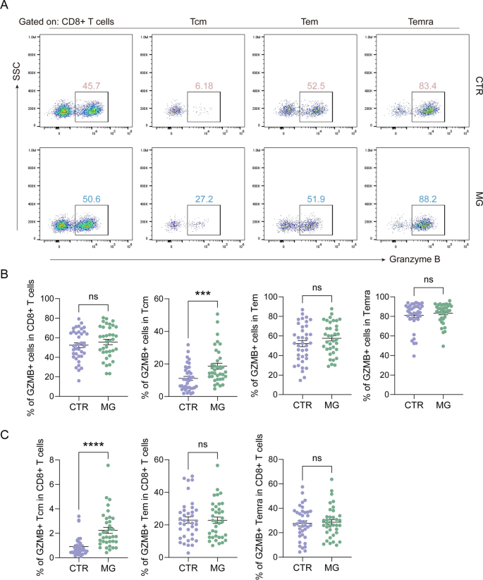 Phenotypic and functional dysregulations of CD8 + T Cells in myasthenia ...