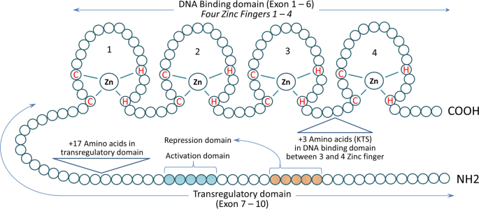 WT1 gene: a potential therapeutic target for multiple cancer treatment ...