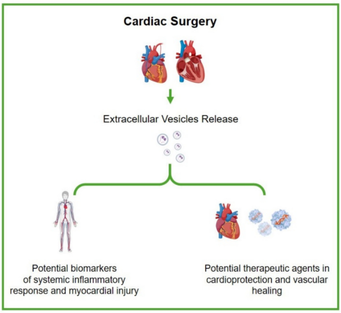 Extracellular vesicles in cardiac surgery: unlocking new frontiers in ...