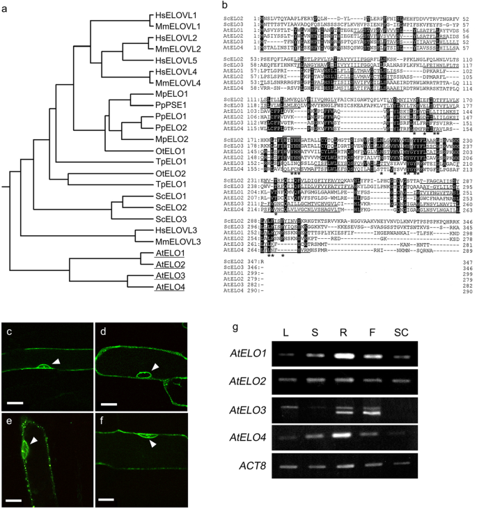 Arabidopsis Bax Inhibitor 1 Interacts With Enzymes Related To Very Long Chain Fatty Acid Synthesis Springerlink long chain fatty acid synthesis