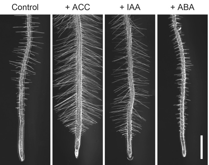 A gene regulatory network for root hair development | SpringerLink
