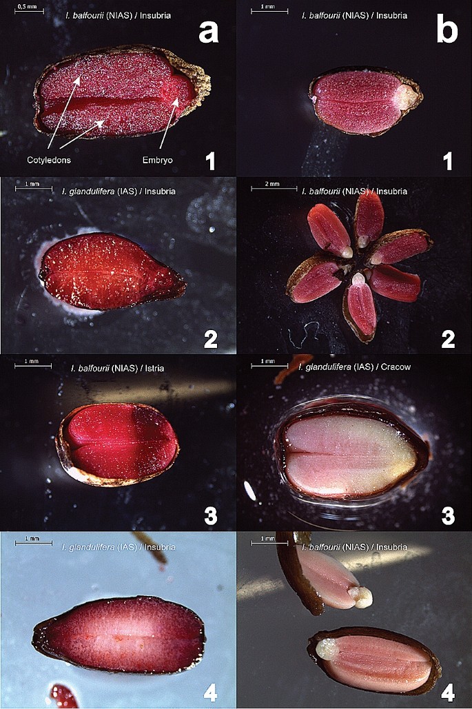 The Ability Of Seeds To Float With Water Currents Contributes To The Invasion Success Of Impatiens Balfourii And I Glandulifera Springerlink