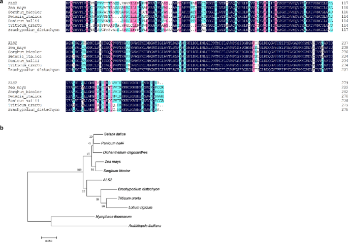 ALS2, encoding a plastid 50 S ribosomal protein L5, is essential for ...
