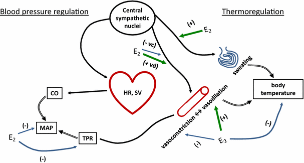 Autonomic Control Of Body Temperature And Blood Pressure Influences Of Female Sex Hormones Springerlink