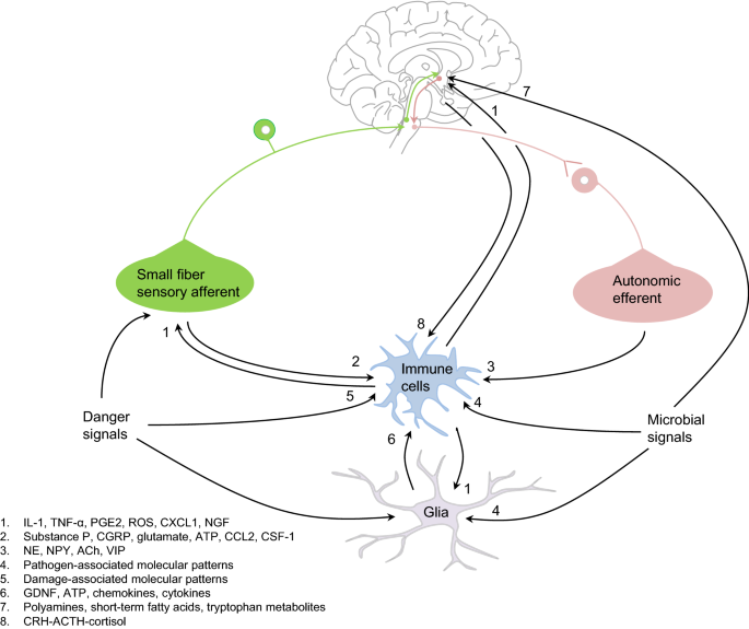 peripheral neuroimmune interactions selected review and some clinical implications springerlink