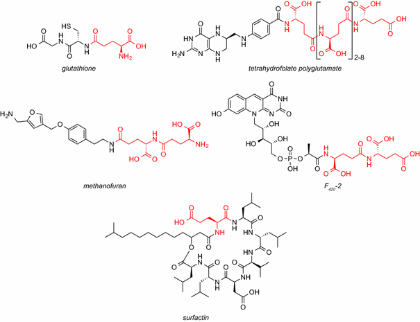 how long before glutathione takes effect What is Glutamic Acid and What Are Its Benefits?