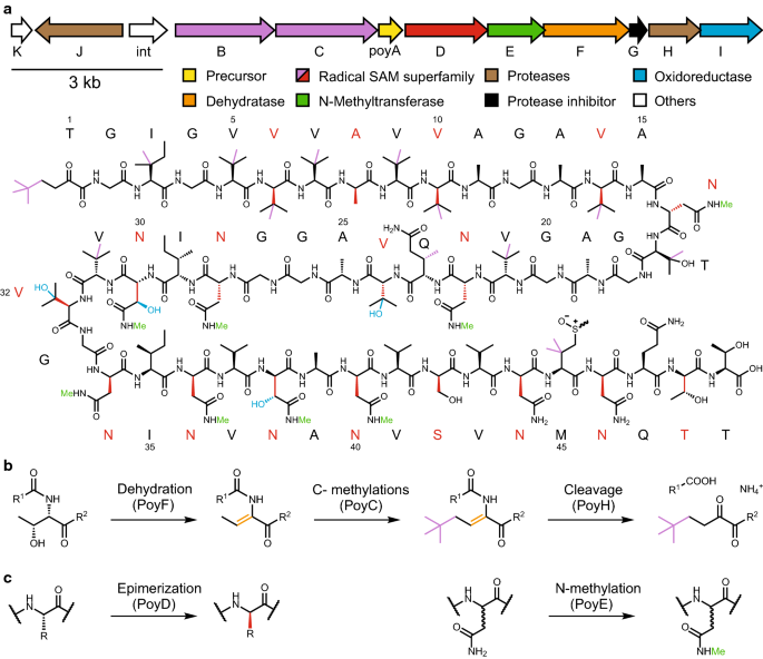 Investigations Into Poyh A Promiscuous Protease From Polytheonamide Biosynthesis Springerlink