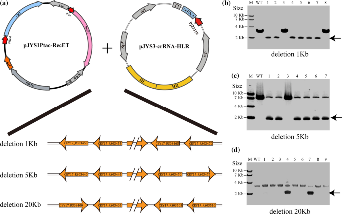 springerlink