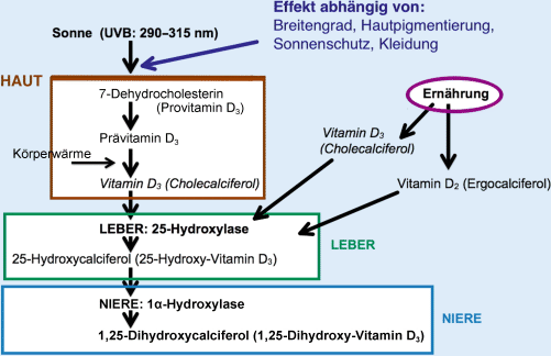 UV-Filter und Endokrinium | SpringerLink