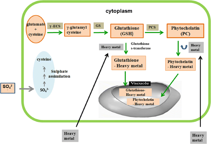 Toxicity and detoxification of heavy metals during plant growth and  metabolism | Environmental Chemistry Letters