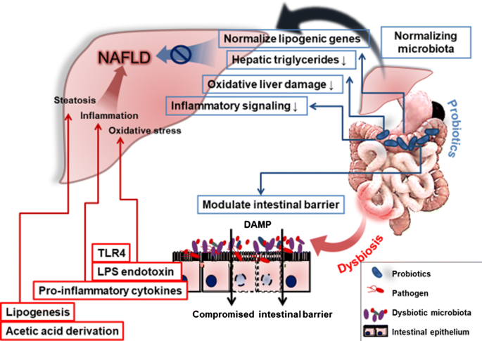 Probiotics for dietary management of non-alcoholic fatty liver disease |  SpringerLink