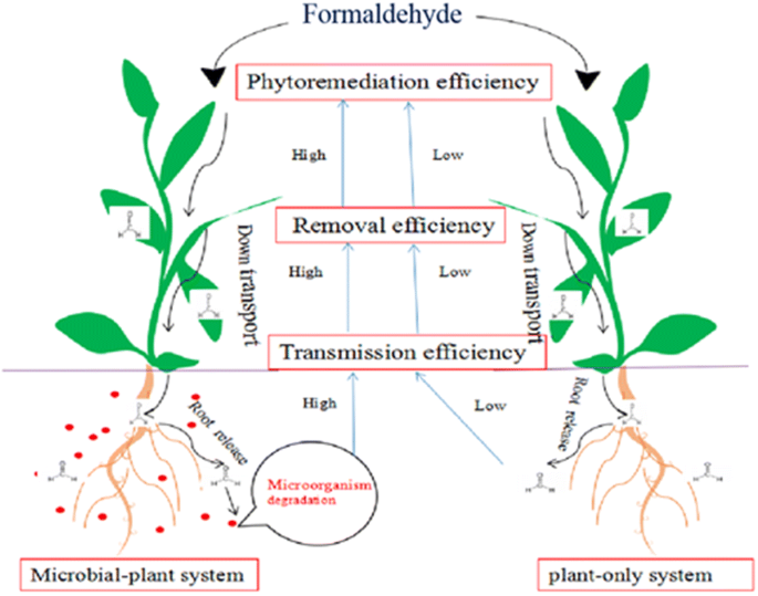 An Efficient Plant Microbe Phytoremediation Method To Remove Formaldehyde From Air Springerlink